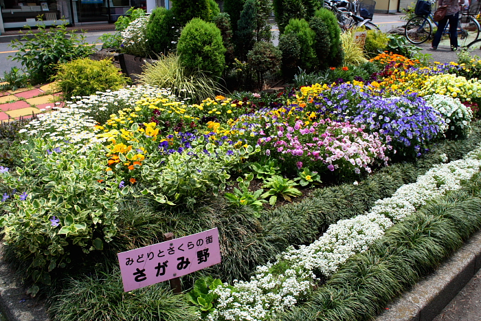 みどりとさくらの街さがみ野